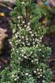 Juniperus chinensis Robusta Green IMG_6422 Jałowiec chiński